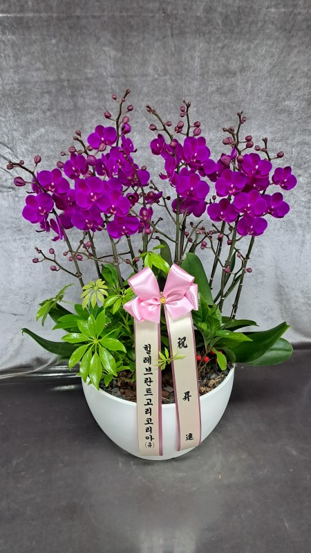 ���ο� ��߰� ������ �����ϸ�, ���� ��ũ ȣ���� ��õȫ �ɹ�� ���� 