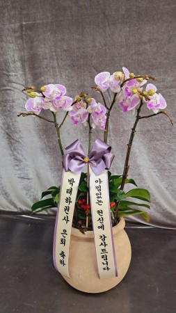 Phalenopsis - Pink garden �ɹ�� ���� 