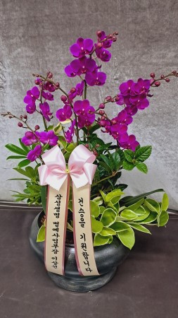 []Ƹٿ ִ  -  ȭ õȫ () (ȭ⺯) ɹ  