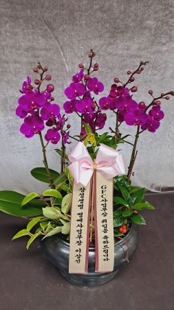 []Ƹٿ ִ  -  ȭ õȫ () (ȭ⺯) ɹ  