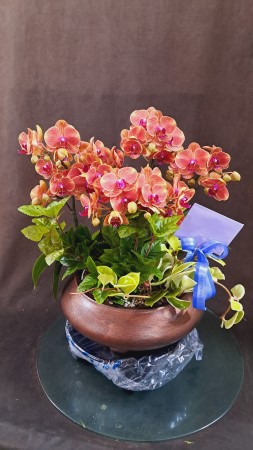 [Decorating with Orchids] ݳ () ɹ  