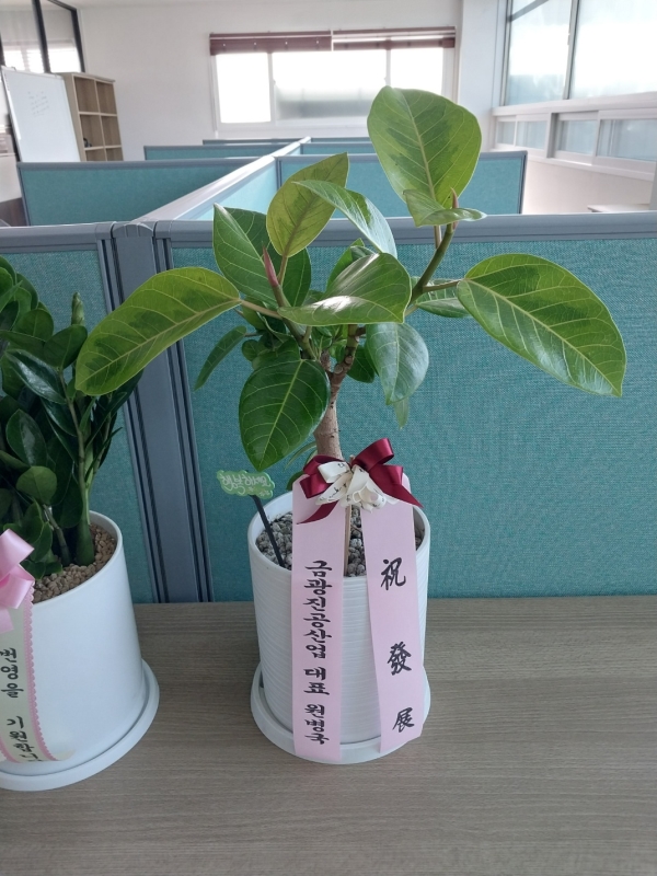[]Indoor garden 𰥰() (ȭ⺯) ɹ  