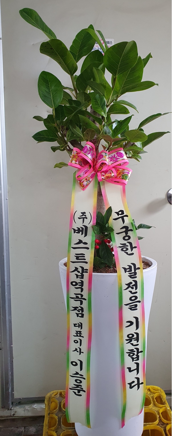Office & nature 뱅갈고무나무(중) (화기변경) 꽃배달 꽃집 