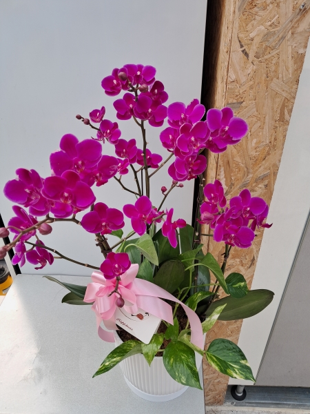 [����]�Ƹ��ٿ��� �ִ� ���� - ���� ȭ���� ��õȫ (��) (ȭ�⺯��) �ɹ�� ���� 