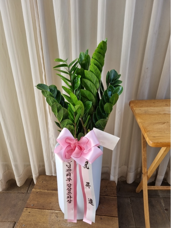 ������ �ɹ�� ���� 