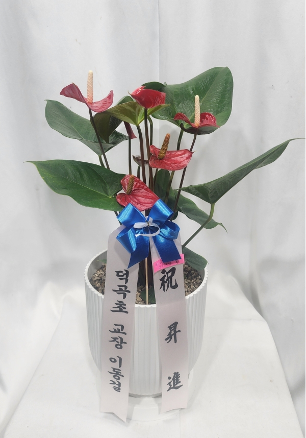 �Ƚ����� [ȭ�⺯��] �ɹ�� ���� 