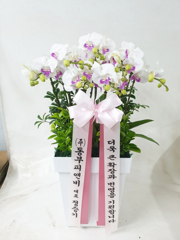 [�ܿ� �����] ����ɺ��� (��) �ɹ�� ���� 