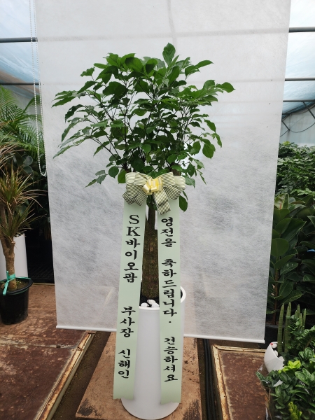 �ǳ����� Ű��� ���� ������ ���� �Ĺ� - �ູ���� �ɹ�� ���� 