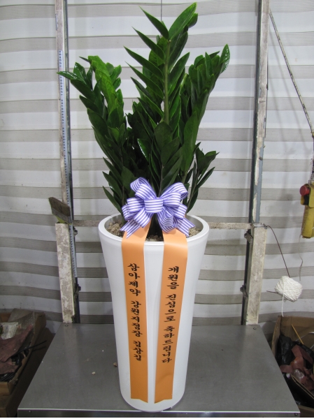 �������� ������õ - �̱׷��� ������ C �ɹ�� ���� 