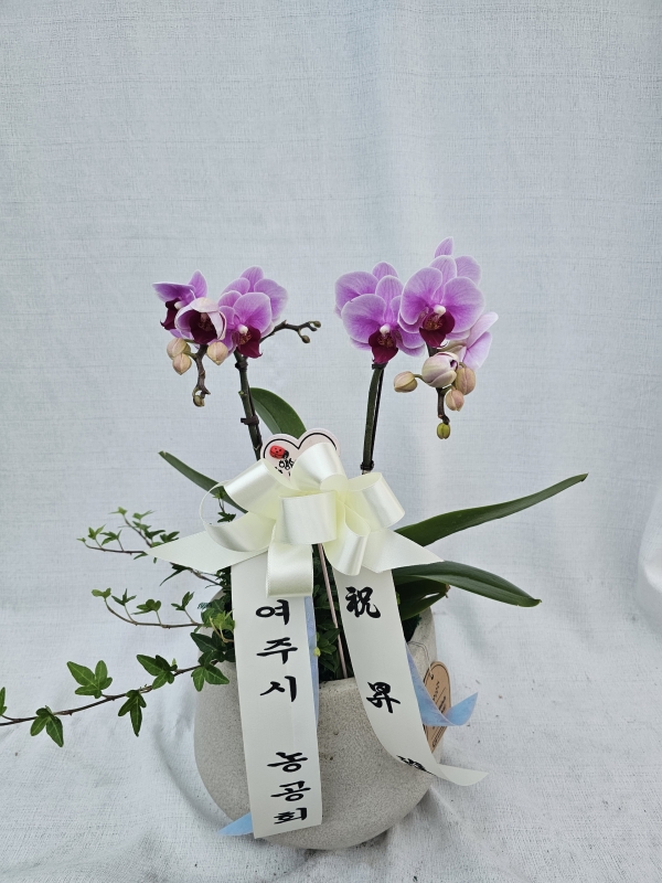 �Ƹ���� ���ο� ����ũ ȣ���� (��) �ɹ�� ���� 