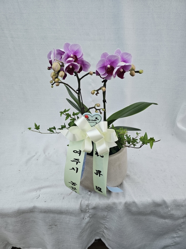 �Ƹ���� ���ο� ����ũ ȣ���� (��) �ɹ�� ���� 