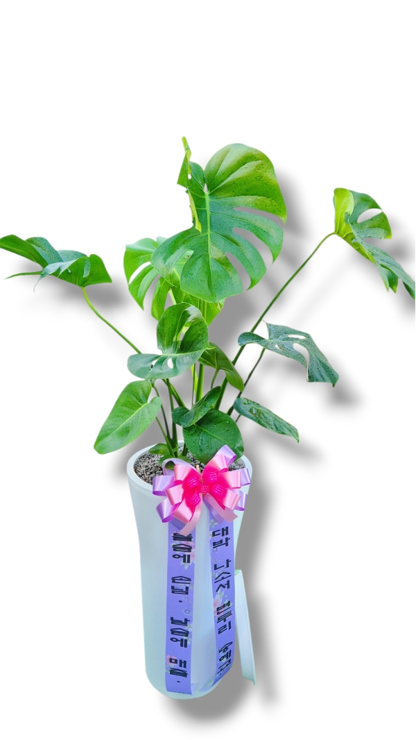 �������� ������õ - �̱׷��� ������ C �ɹ�� ���� 