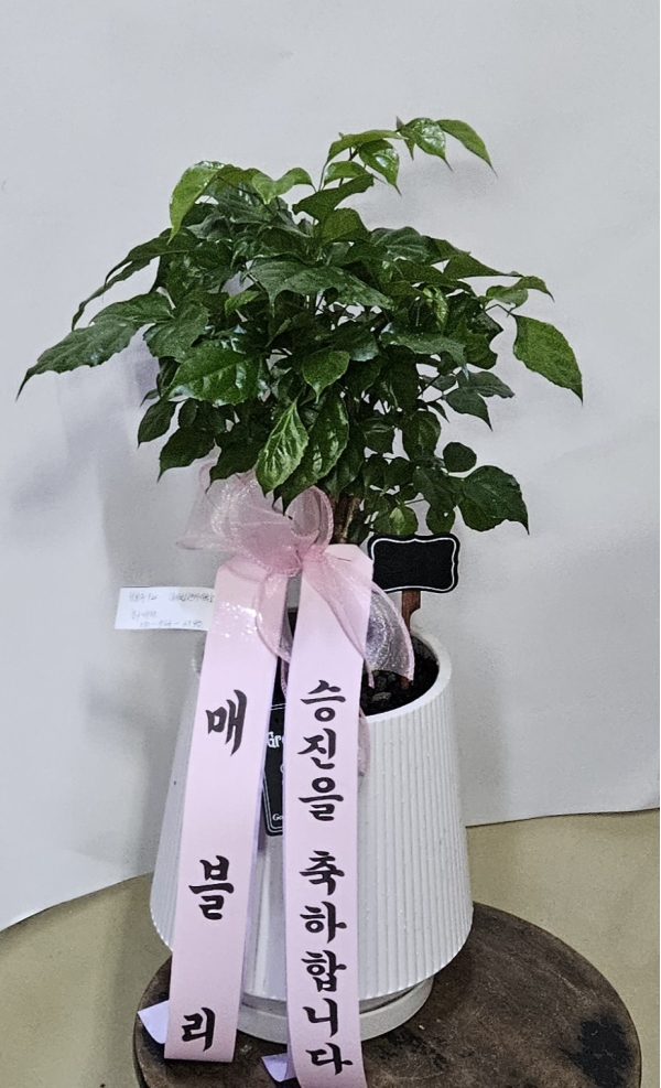 [����]�̱����� ������ - ���׶�(ȭ�⺯��) �ɹ�� ���� 