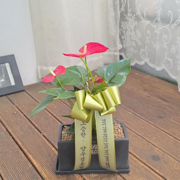 Office&Nature - ������ ���� ������ �Ƚ����� �ɹ�� ���� 