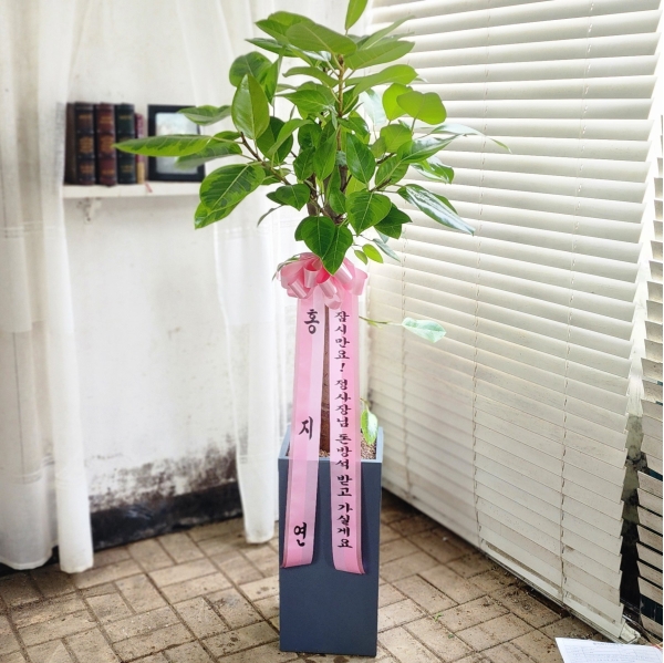   - ǳ ȭ - ׸  𰥰 ɹ  