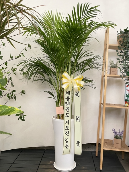 ������ ������ ��¡�ϴ� �Ĺ� - �Ʒ�ī(Ư) �ɹ�� ���� 