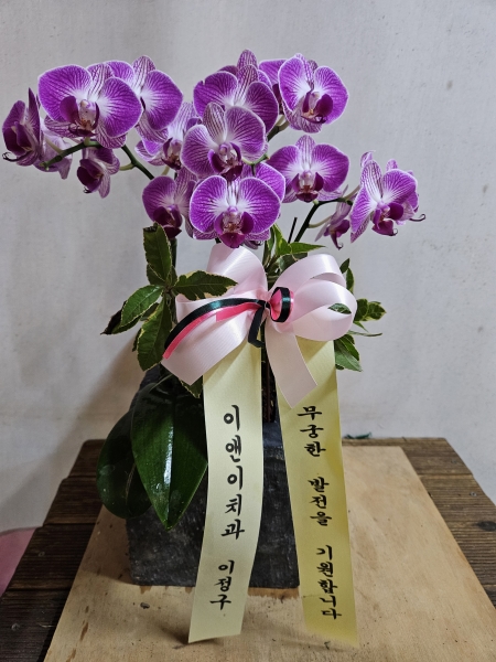 Office&Nature - ̰ Ƹٿ Ƽ () ɹ  