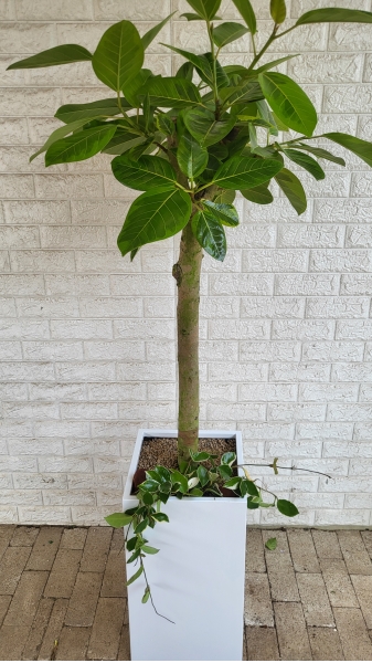 Indoor garden �𰥰������� �ɹ�� ���� 