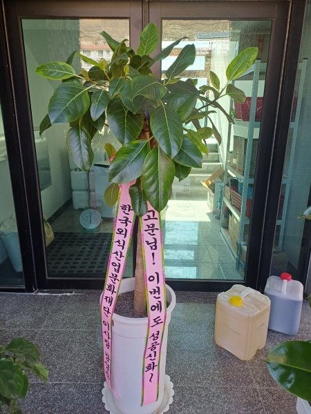 Office & Nature �Ʒ�ī���� (Ư��) �ɹ�� ���� 