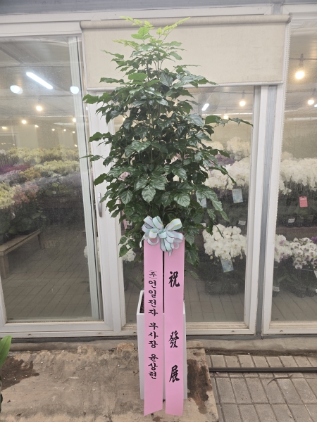 ��ġ�ʴ� �Ƹ��ٿ� ��� - �캸��(Ư��) �ɹ�� ���� 