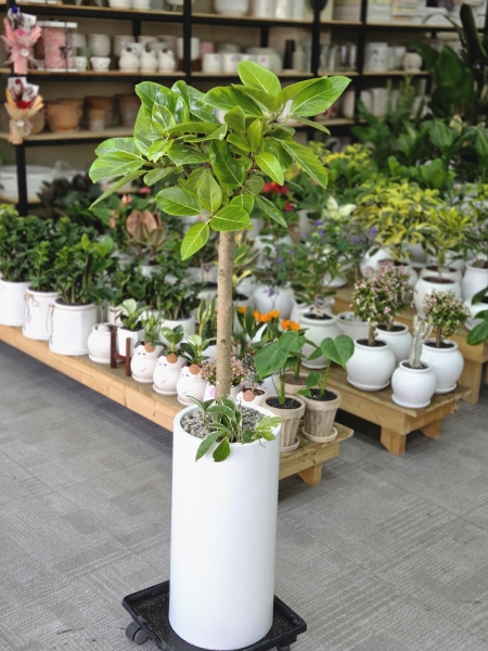 ������õ �������� - ���� �𰥰������� �ɹ�� ���� 