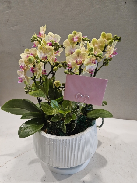 ����ȣ�� ��Ȳ �̴�ȣ�� ����� �ɹ�� ���� 