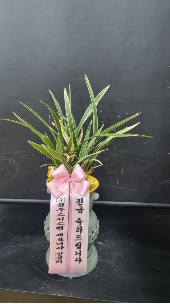 [����]���� �����- Ȳ��� �ɹ�� ���� 