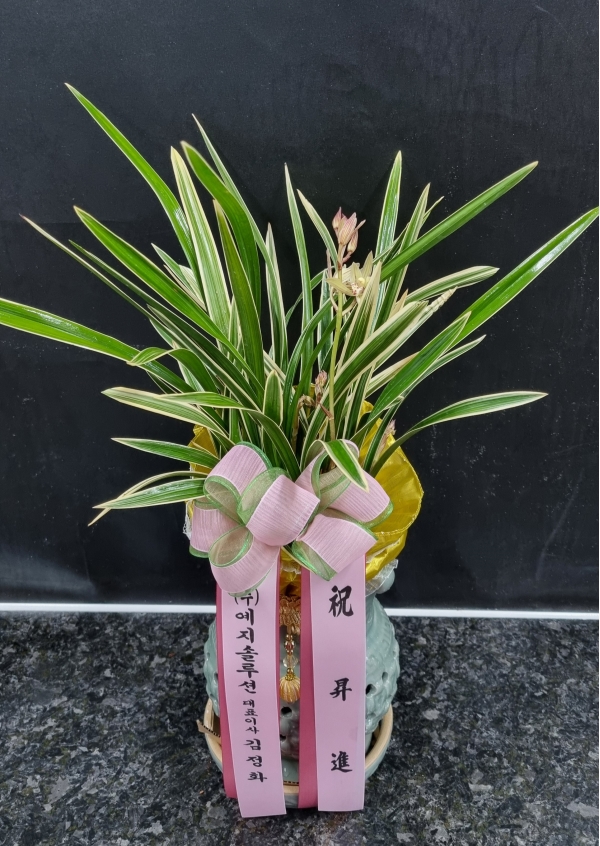 [����]���� �����- Ȳ��� �ɹ�� ���� 