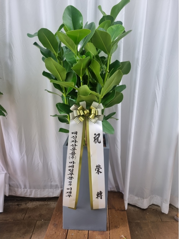 nature & foliage plant - ������ ��, ũ��þ� [ȭ�⺯��] �ɹ�� ���� 