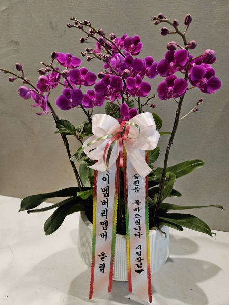 �Ƹ��ٿ��� �ִ� ���� - ��õȫ (��) [ȭ��ǰ��] �ɹ�� ���� 