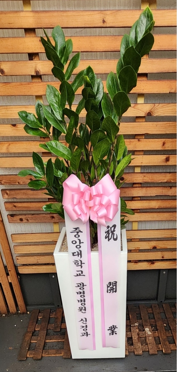 ����� ��¡�ϴ� �Ĺ� - ������(��) �ɹ�� ���� 