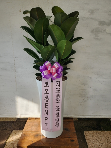 ��ǥ���� ��������ȭ�� �ǳ�������ȭ�Ĺ� -  �ǳ��� ������ ���� ��ä�������� �������� �ɹ�� ���� 