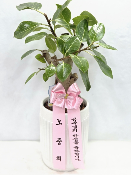 [����]Indoor garden �𰥰�������(��) (ȭ�⺯��) �ɹ�� ���� 