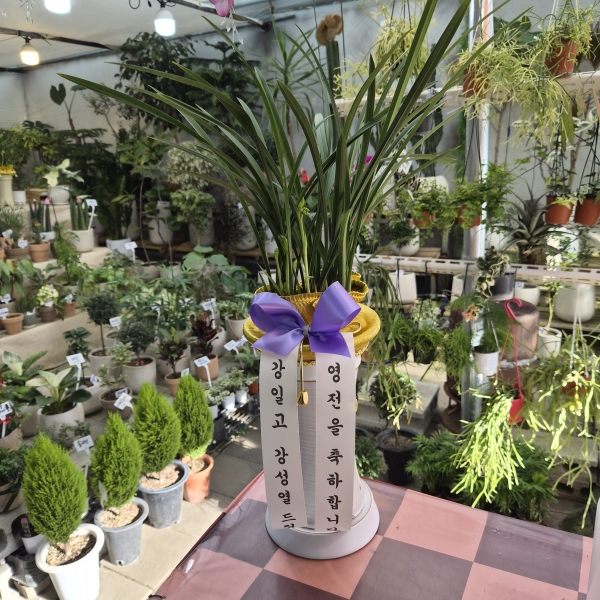 [�λ��̵� ��õ] �Ͼ���� �Ǿ�� ���� ����� �ɹ�� ���� 