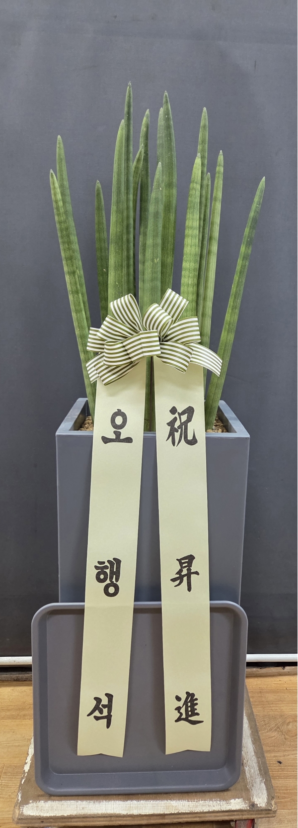 ���Ծ��� ����� �γ��� ��¡�ϴ� �Ĺ� - ����Ű(��) �ɹ�� ���� 