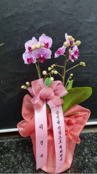 [����] ������ �������� ���ڱ� ���� - ��ũ���̵� (�߼�) �ɹ�� ���� 