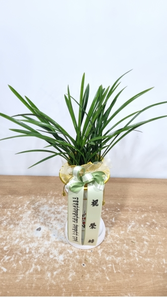 ö��ҽ� �ɹ�� ���� 