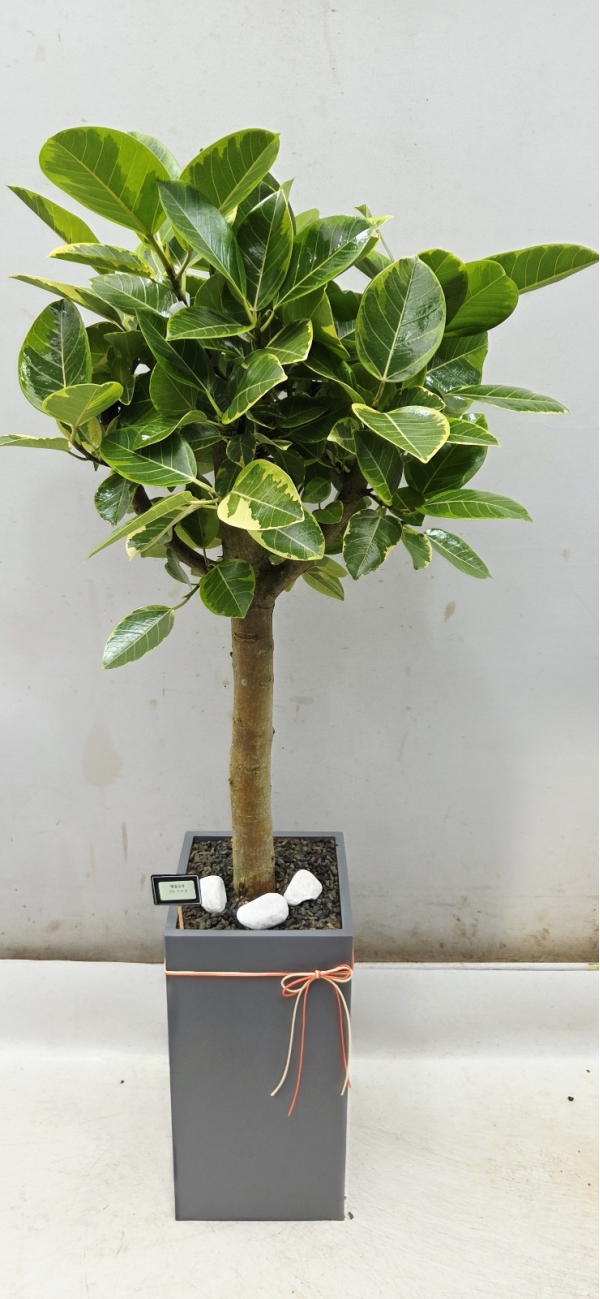 ������ ������ ���� - �𰥰�������(Ư��) �ɹ�� ���� 