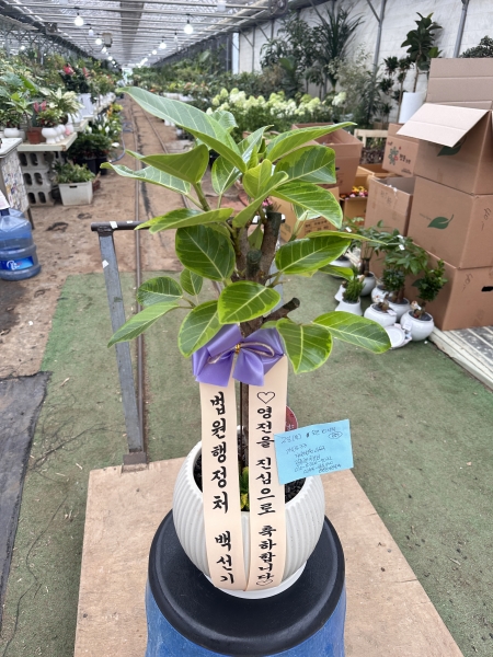 [����]Indoor garden �𰥰�������(��) (ȭ�⺯��) �ɹ�� ���� 