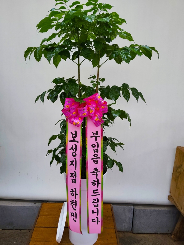 ��ġ�ʴ� �Ƹ��ٿ� ��� - �캸��(��) �ɹ�� ���� 