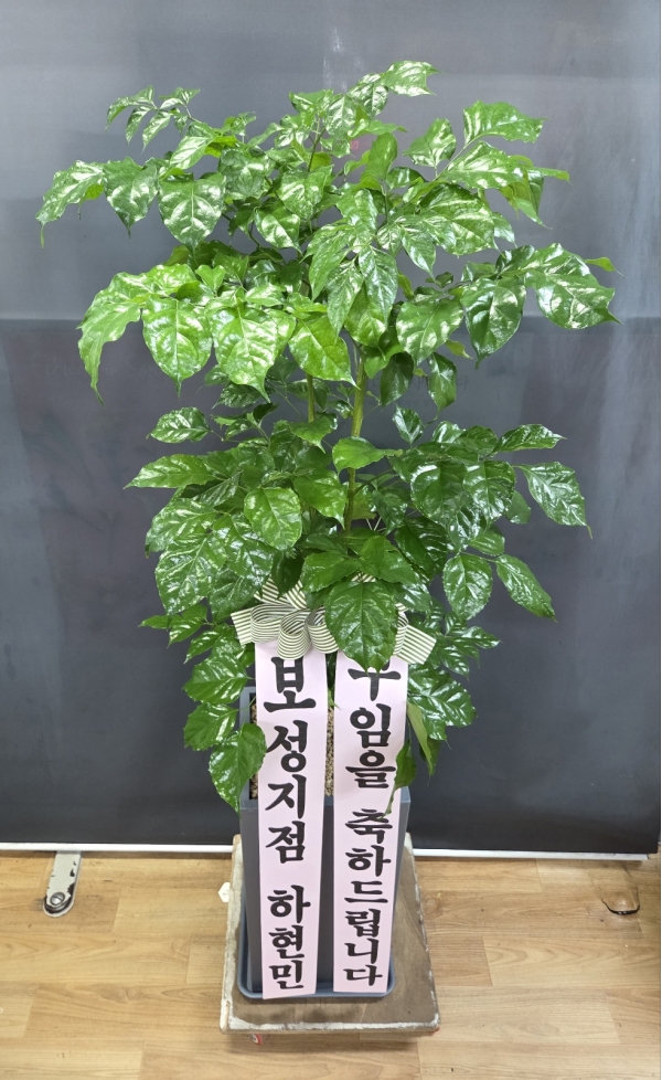 ��ġ�ʴ� �Ƹ��ٿ� ��� - �캸��(��) �ɹ�� ���� 