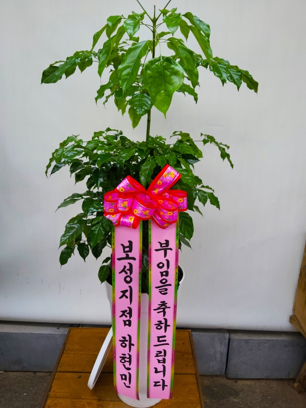 ��ġ�ʴ� �Ƹ��ٿ� ��� - �캸��(��) �ɹ�� ���� 