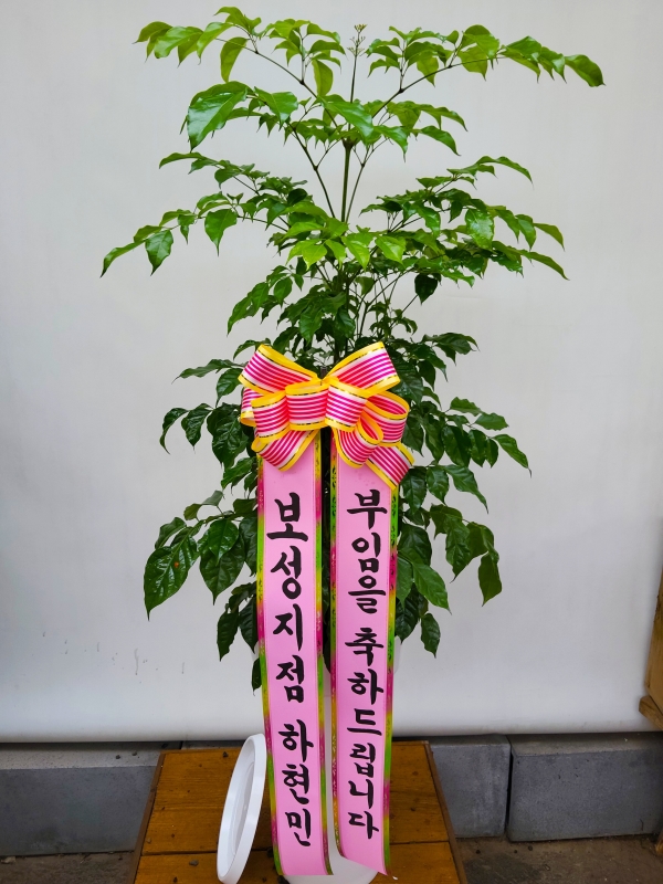 ��ġ�ʴ� �Ƹ��ٿ� ��� - �캸��(��) �ɹ�� ���� 