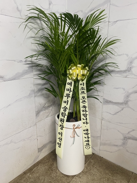 Office & Nature �Ʒ�ī���� (Ư��) �ɹ�� ���� 