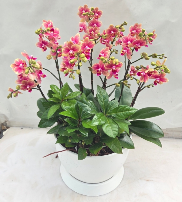 [Decorating with Orchids] ݳ () ɹ  