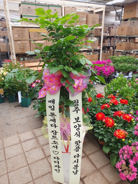 ����� �ҷ����� �Ƹ��ٿ� �ǳ��Ĺ� - ����(��) �ɹ�� ���� 