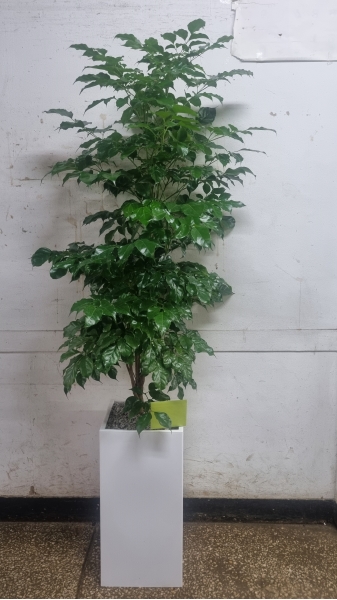  ִ ׸ Ĺ - 캸(ȭ⺯氡) ɹ  