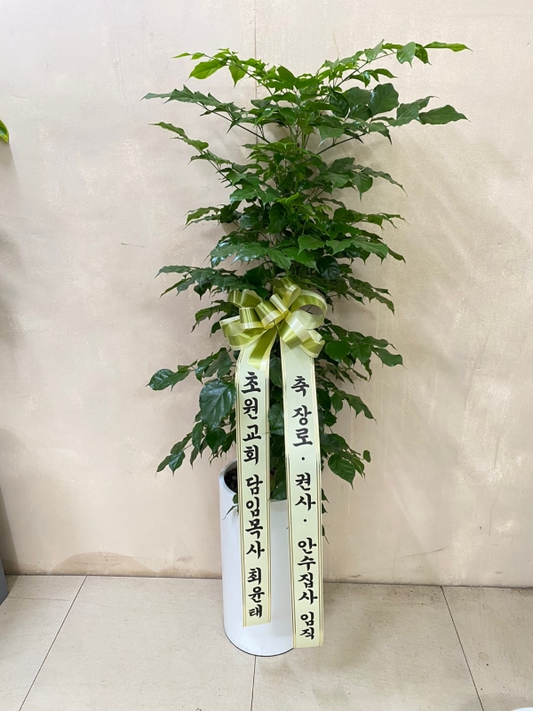 꽃배달 - 플라워119꽃배달서비스 플라워119꽃배달서비스 