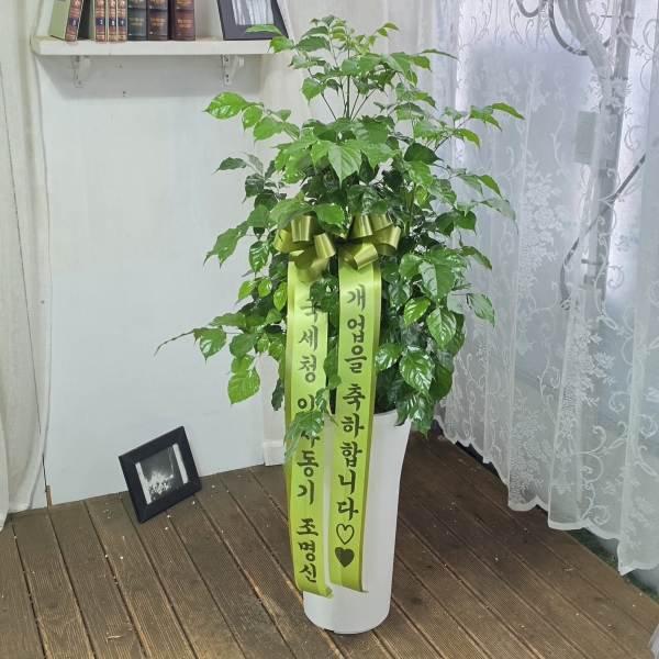 �������ϴ�ǥȭ�� - ������ȭ�ɷ°� Ű��� ���� �캸�� �ɹ�� ���� 