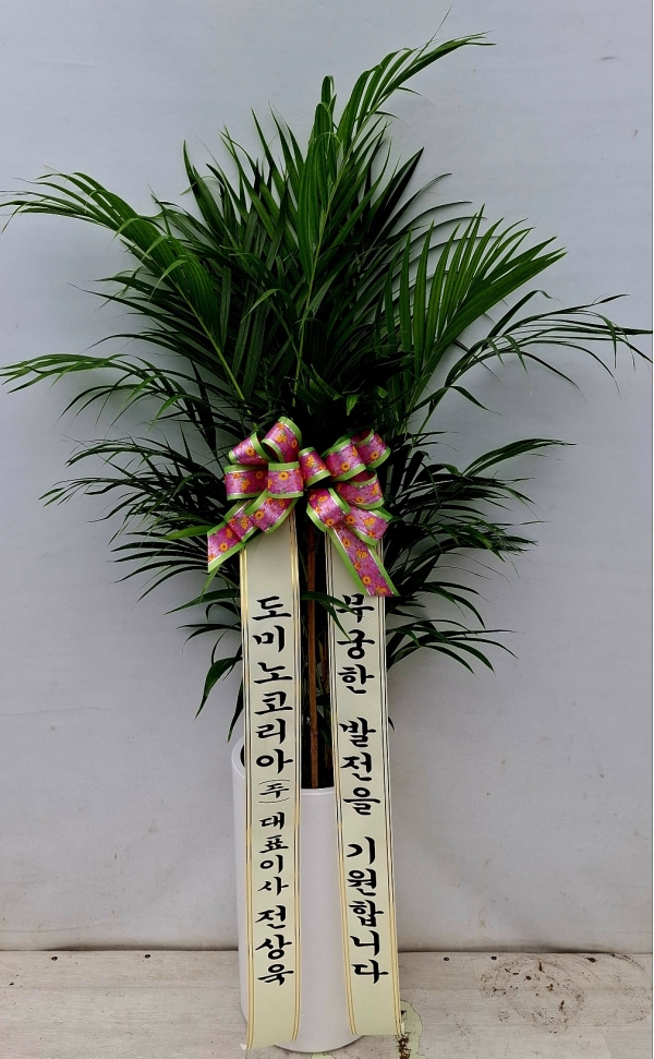 ������ ������ ��¡�ϴ� �Ĺ� - �Ʒ�ī(��) �ɹ�� ���� 